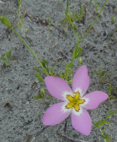 Sabatia stellaris